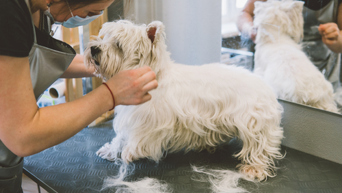 Dog Daycare and Kennel Options in Ottawa