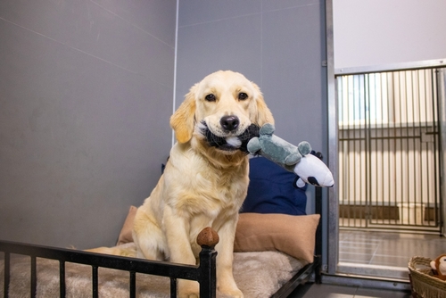 Dog and Cat Grooming near Ottawa, IL