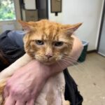 mane coon cat grooming