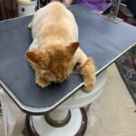 mane coon cat grooming body